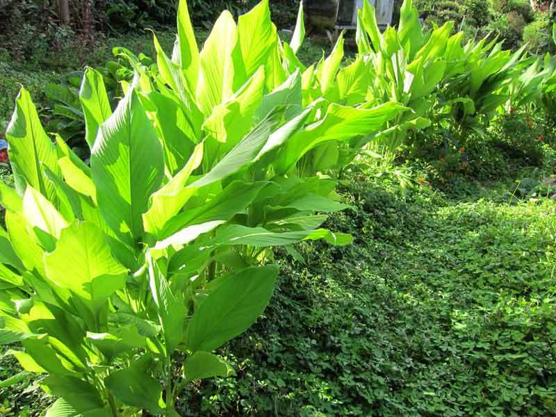8 live Turmeric (Curcuma Longa) roots to plant or eat, USA seller