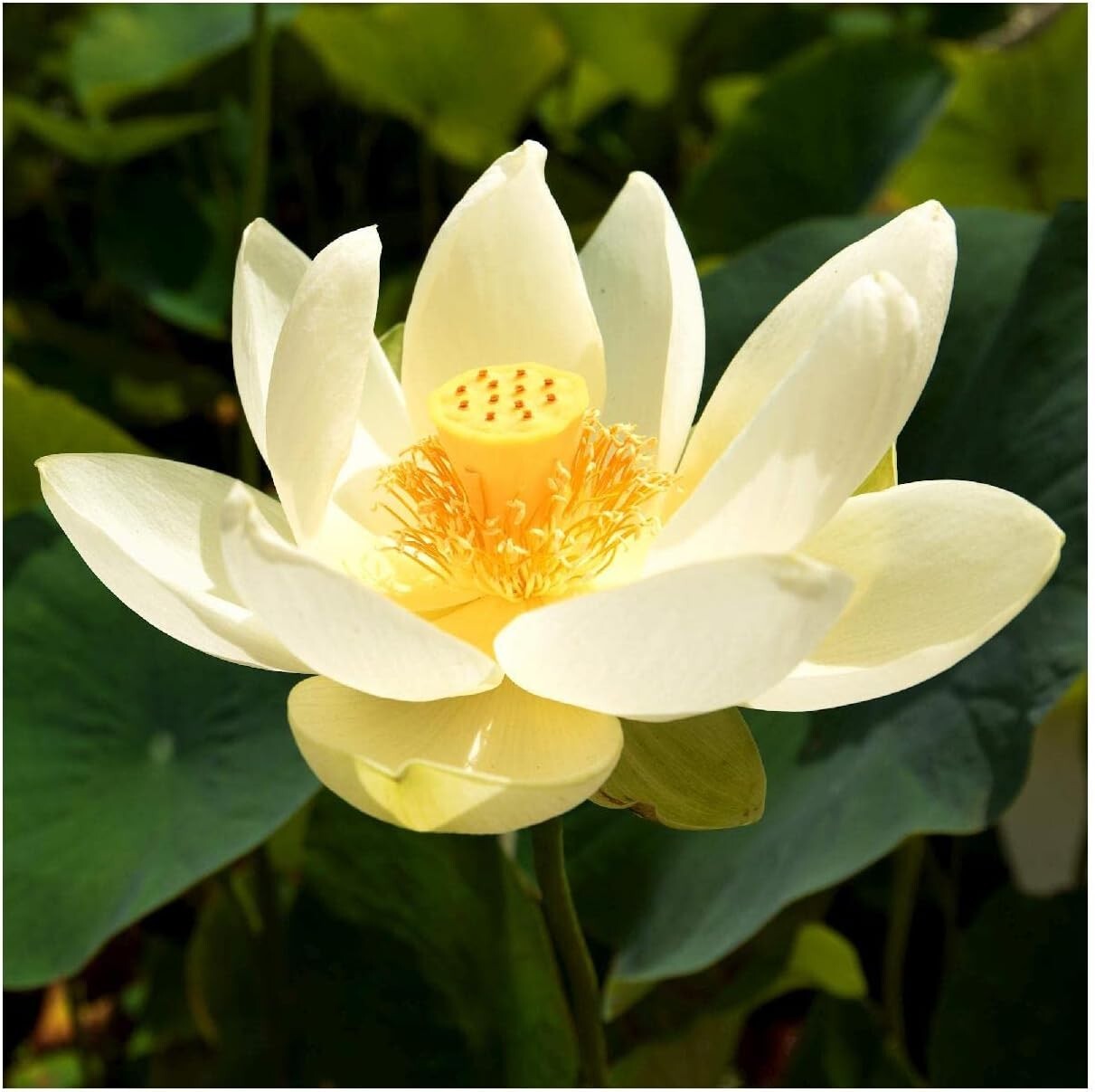 5 American Lotus Seeds Yellow Lotus Water Lily Seeds Heirloom Native in USA