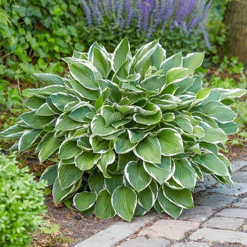 290+ PERMIUM Giant Hosta Seeds for Planting Indoor Outdoor-Non GMO Heirloom …