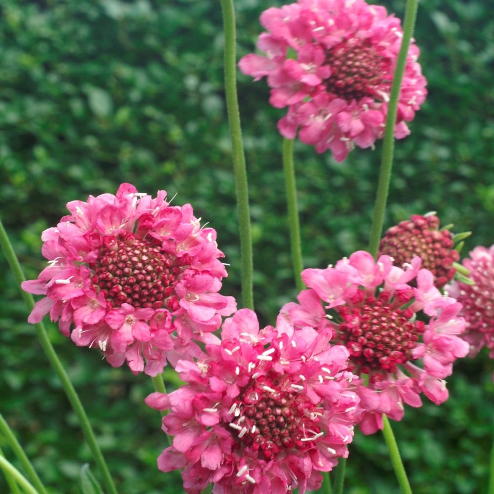 400 Seeds Scabiosa Rose Drought Tolerant Pincushion Garden Flower Plant Seeds