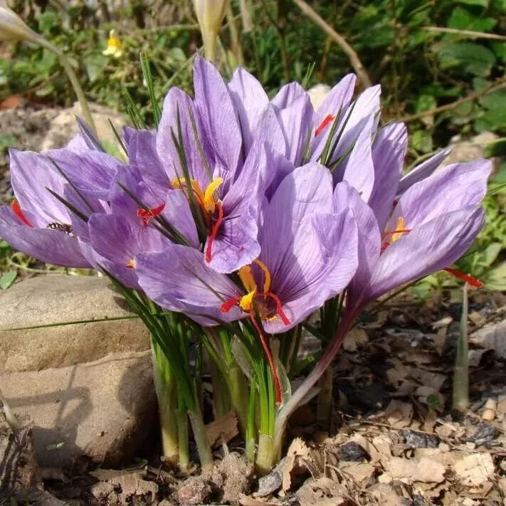 Saffron Crocus Corms for Planting – 10 Large Corms – Purple Blooms – Perennial B