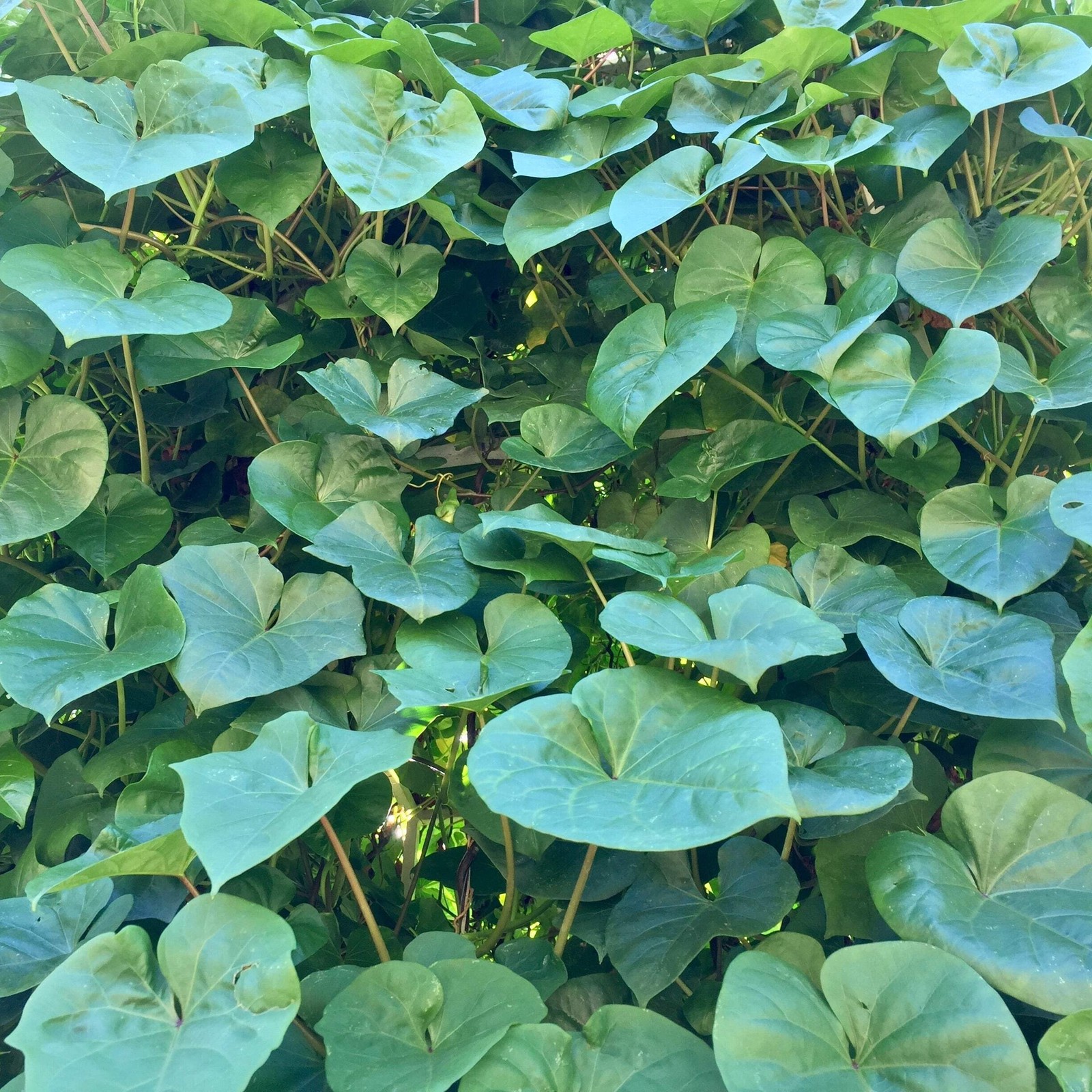 Giant Moonflower Seeds (Ipomoea alba) ~Night Blooming Jasmine Scented Vine