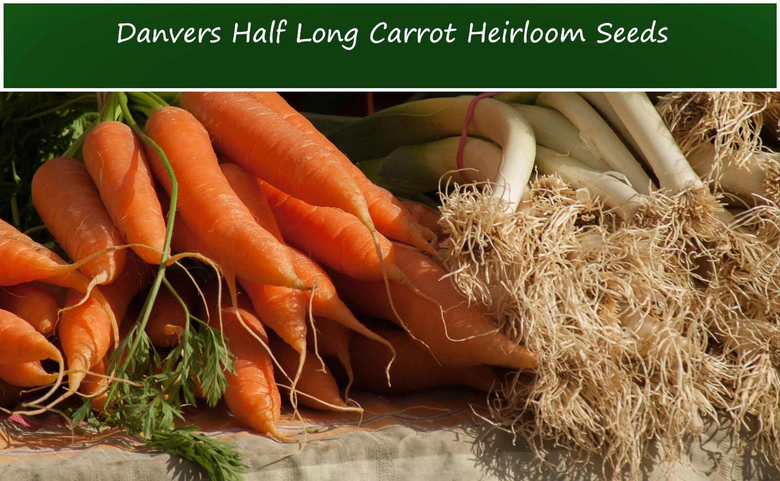 Vegetable Seeds -Danvers Half Long Carrot- 500 Heirloom Seeds Sweet Crunchy