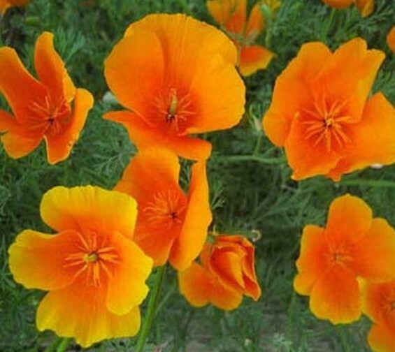 CALIFORNIA ORANGE POPPY FLOWER SEEDS 300+ perennial GARDEN bees Free Shipping
