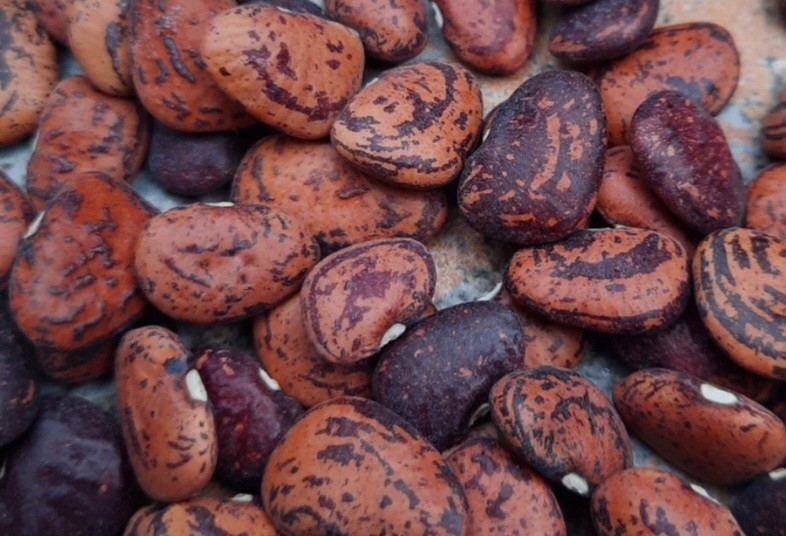 “Jackson Wonder” Lima Bean Seeds (20ct), Free shipping