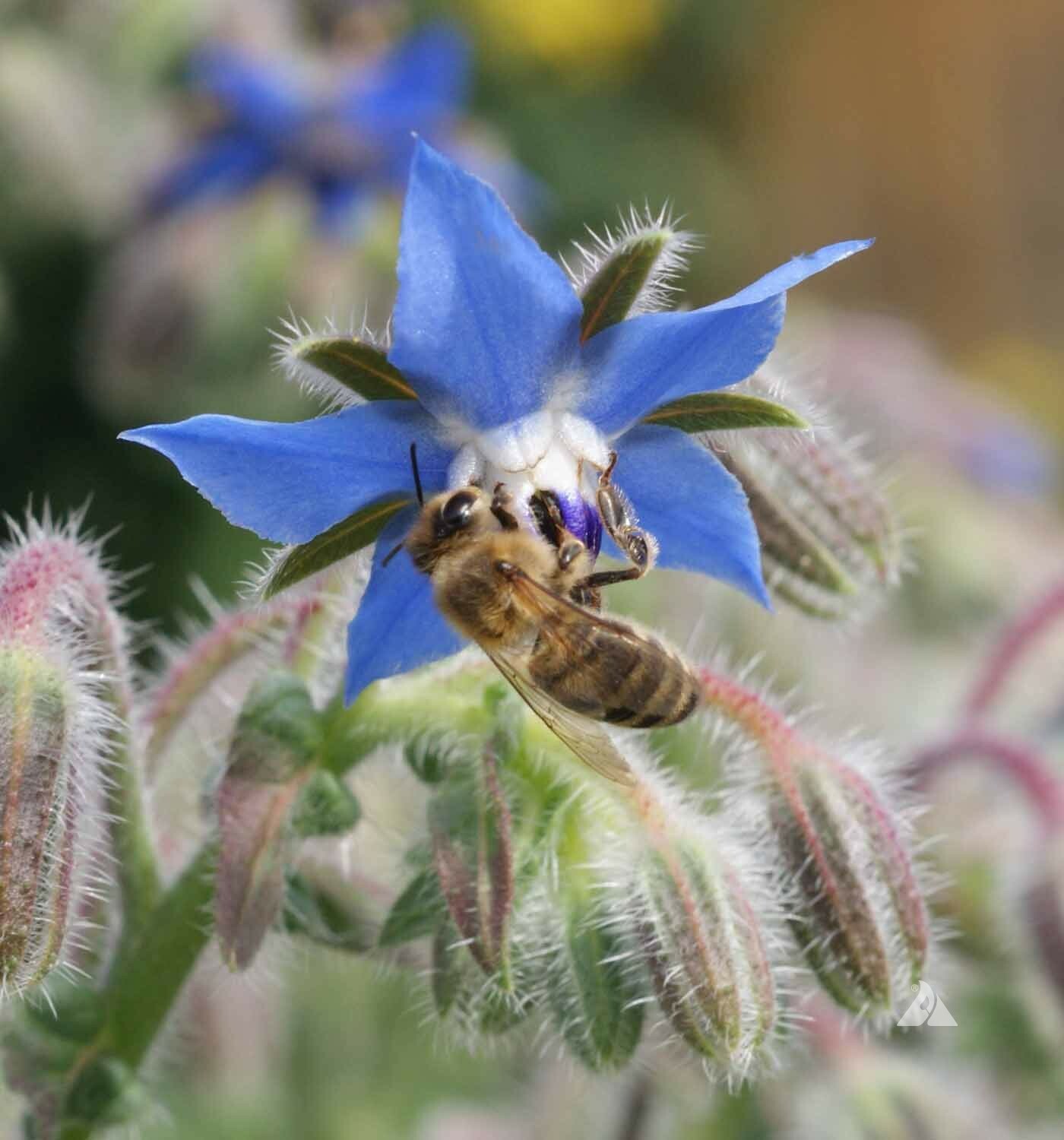 BORAGE Blue Edible Herb Candied Flowers Companion to Tomatoes Non-GMO 100 Seeds