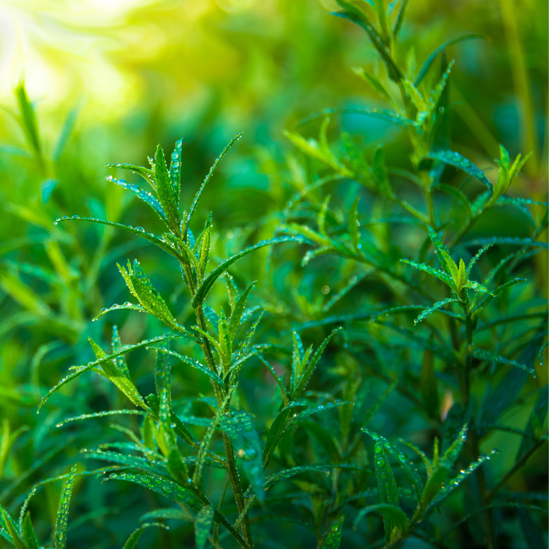 Fresh Tarragon Seeds | Cooking | Gardening | Heirloom Non-GMO | Herb Seeds