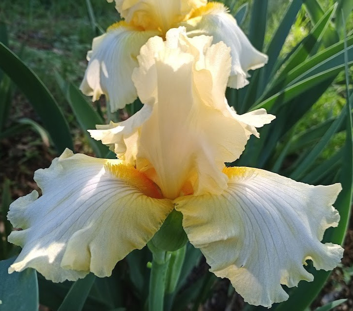 (4) TALL BEARDED IRIS RHIZOME RANDOM MIX BEAUTIFUL FLOWERS ROOT GARDEN PLANTS