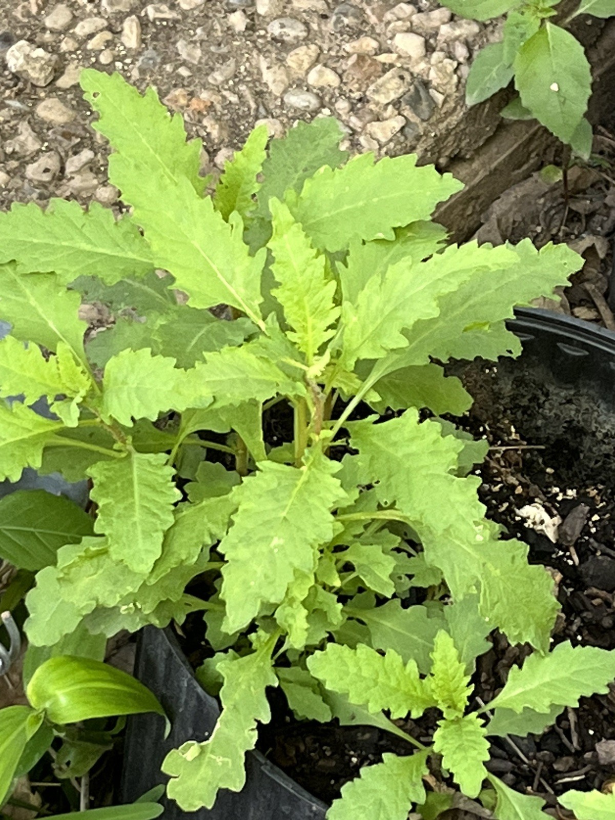 -*500 Epazote Seeds Mastruz Chenopodium Ambrosioides Mexican Herb Non-GMO 🌿