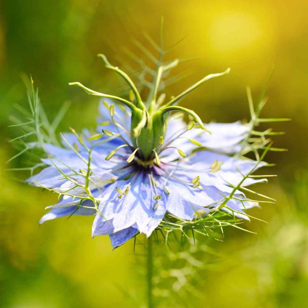 2000 Seeds Cumin Seeds – Black Cumin Herb Seed