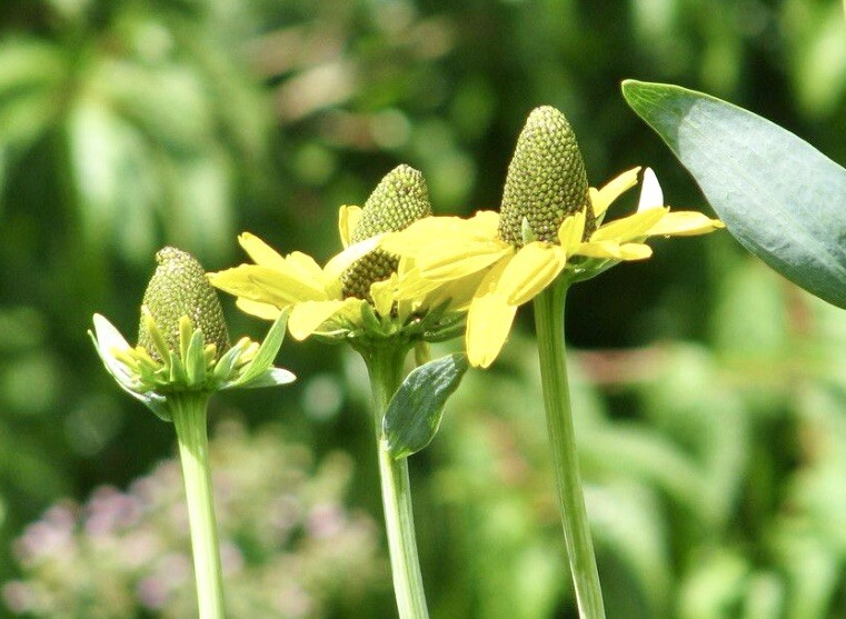Great Coneflower, Rudbeckia Maxima – 100 seeds 2024 – USA