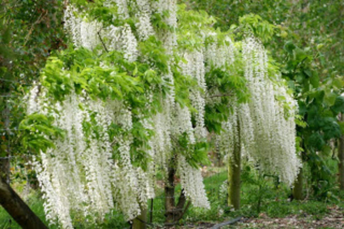 1-1000 PCS White Chinese Wisteria Tree Seeds Sinensis Alba White Flower 0171