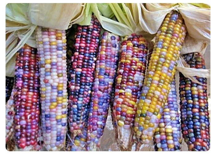 Glass Gem Corn Seeds Bulk (500 seeds)