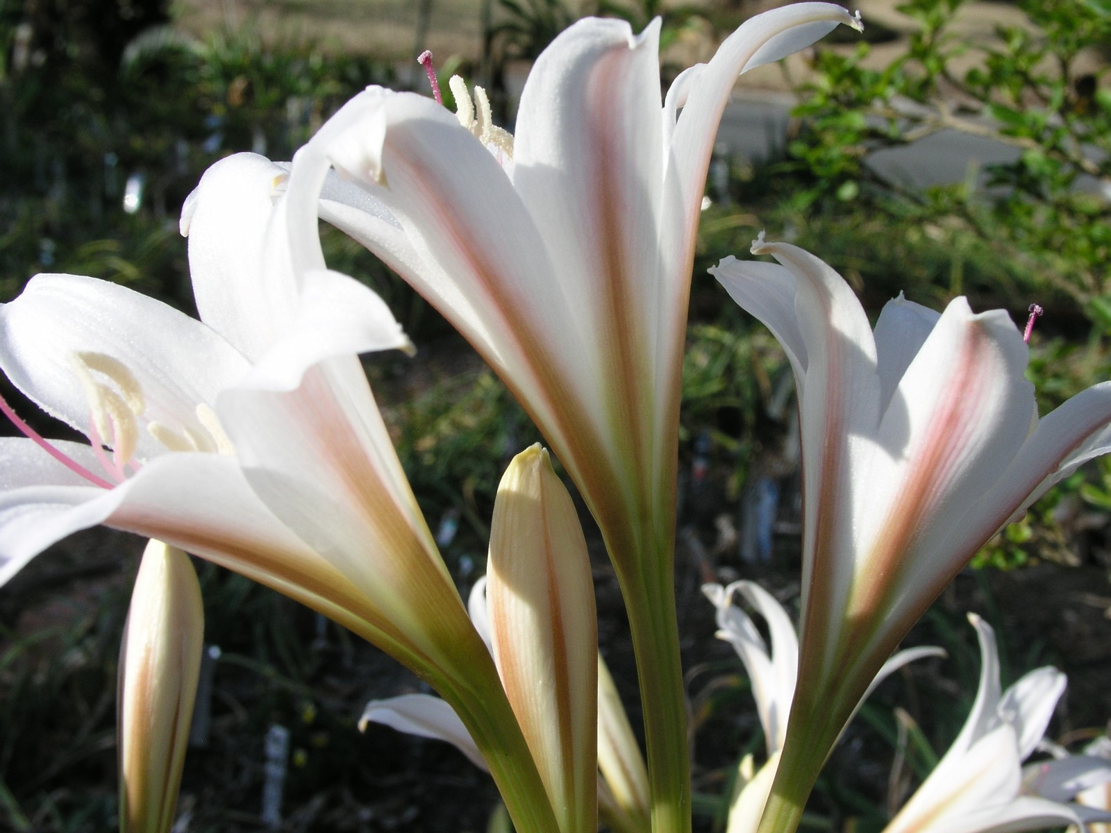Crinum Lily, Bulbispermum Album ‘White Pawn’ type C, medium-size bulb NEW