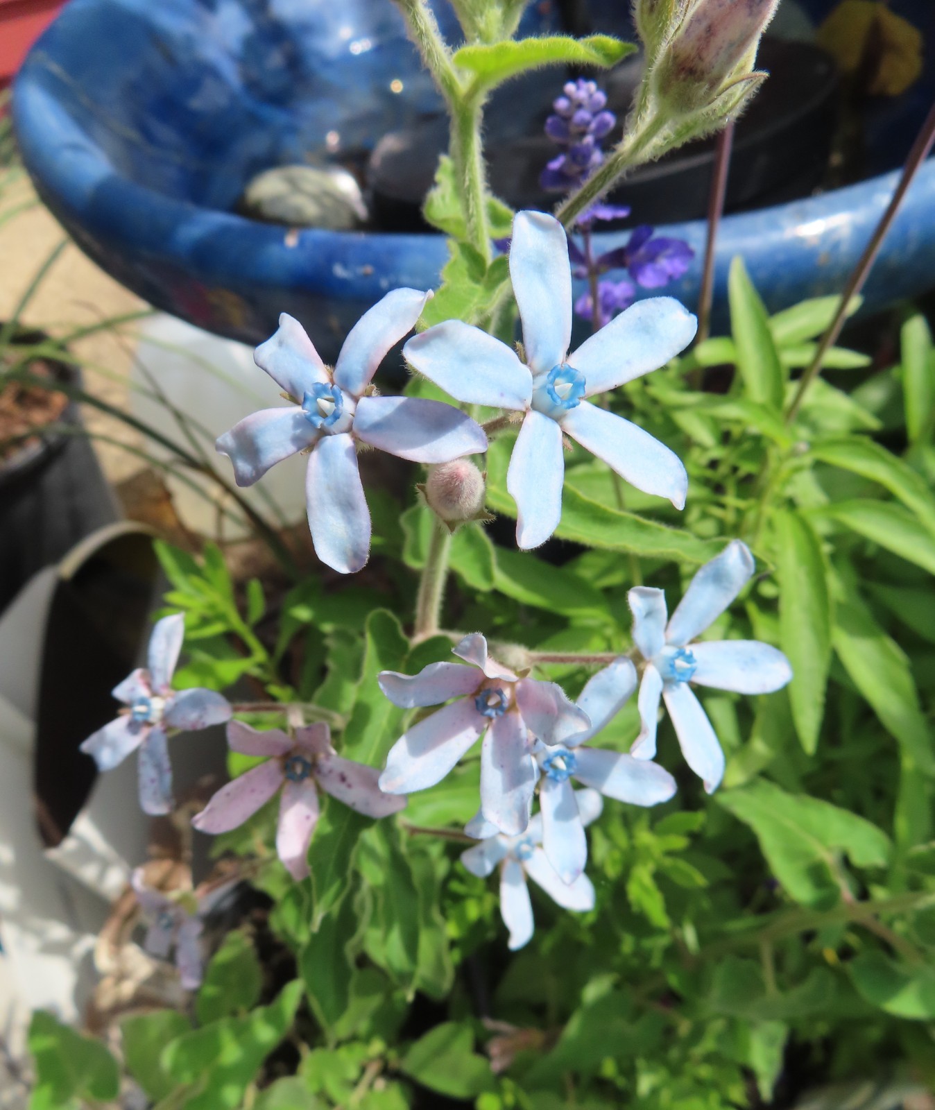 TWEEDIA BLUE MILKWEED Southern Star Caerulea Oxypetalum Flower Vine Seeds (10)