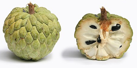 sugar apple seeds for sale