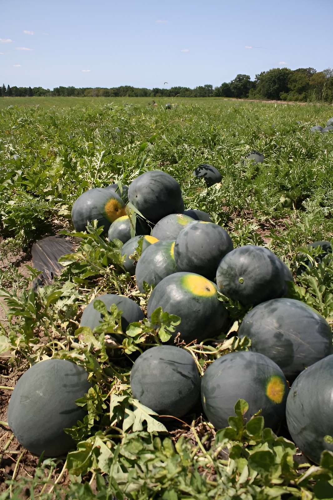 35 Organic Heirloom Giant Black Diamond Watermelon Seeds – Massive 50+ LB Melons