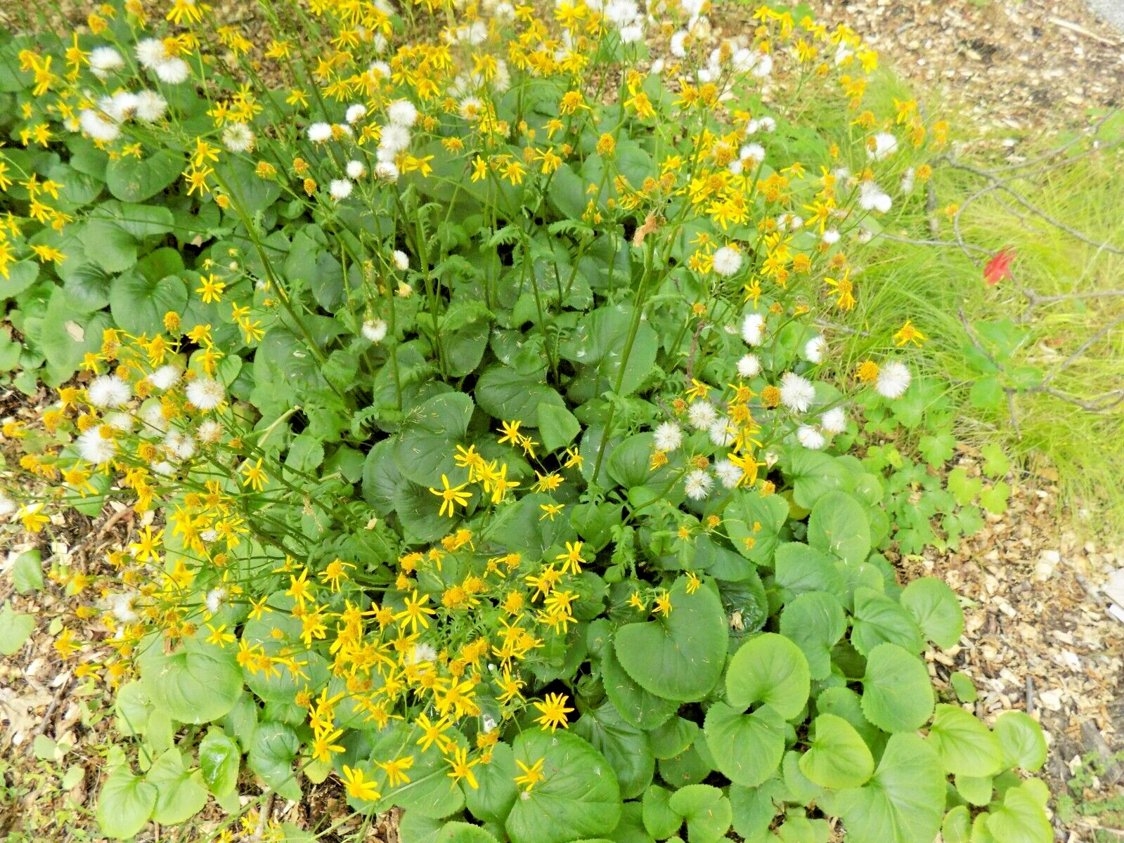 50 UNKNOWN LIGULARIA SPECIES SEEDS
