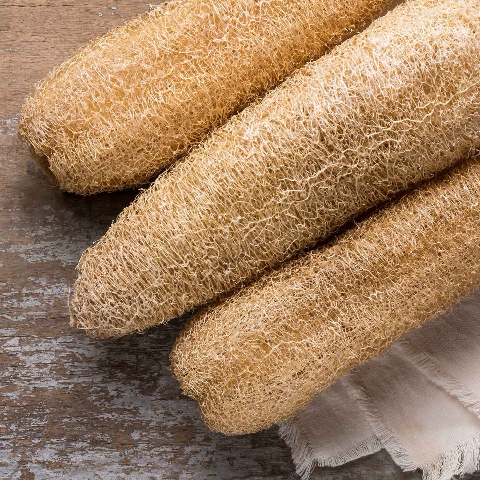 10+ LUFFA GOURD SEEDS – LOOFAH SPONGE GOURD garden FREE SHIPPING