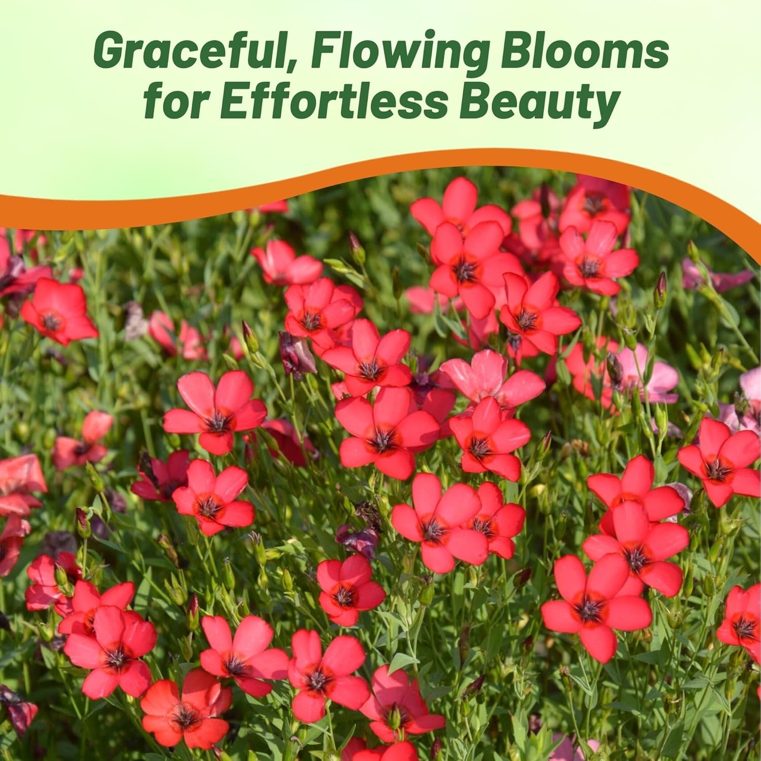 5 LBS Drought Tolerant Linum Rubrum Scarlet Flax Wildflower Seed