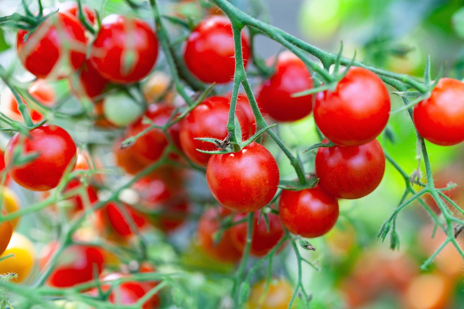 80 Sub ARCTIC PLENTY TOMATO Solanum Lycopersicum Red Determinate Heirloom Seeds