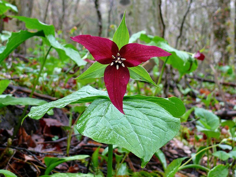 2 Wild Woodland RED TRILLIUM Native plant~Woodland gardens