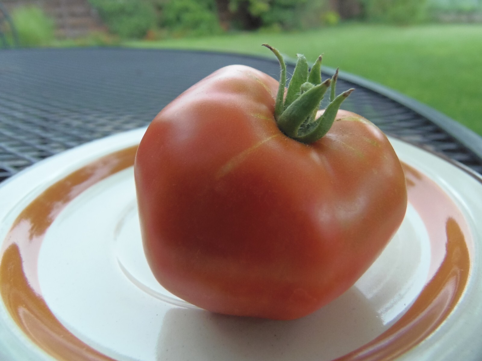 Rostova – a fine tomato from Central Asia