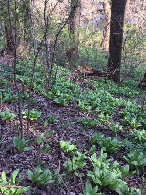 10 ORGANIC Ramp bulbs Wild Leek Fresh Allium Tricoccum Onion Garlic