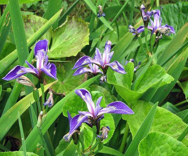 Iris versicolor | Northern Blue Flag | Liver Lily | Water Iris | 10 Seeds
