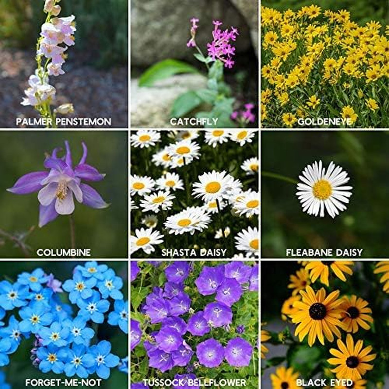 Rocky Mountain Wildflower Seeds Mix – 1 Lb Seed Pouch – 22 Wild Flower Seed Vari