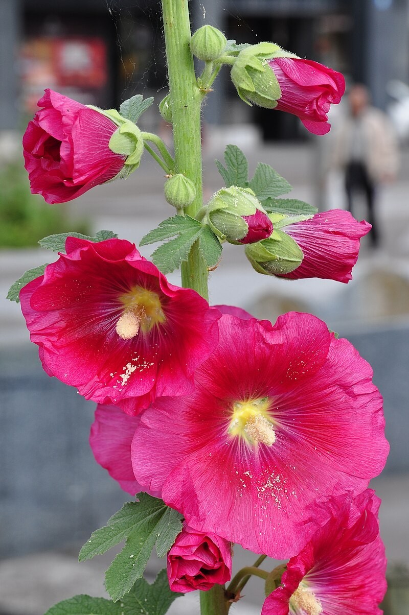 GIANT RED HOLLYHOCK 50 SEEDS, HARDY PERENNIAL, EZ TO GROW, USA SELLER