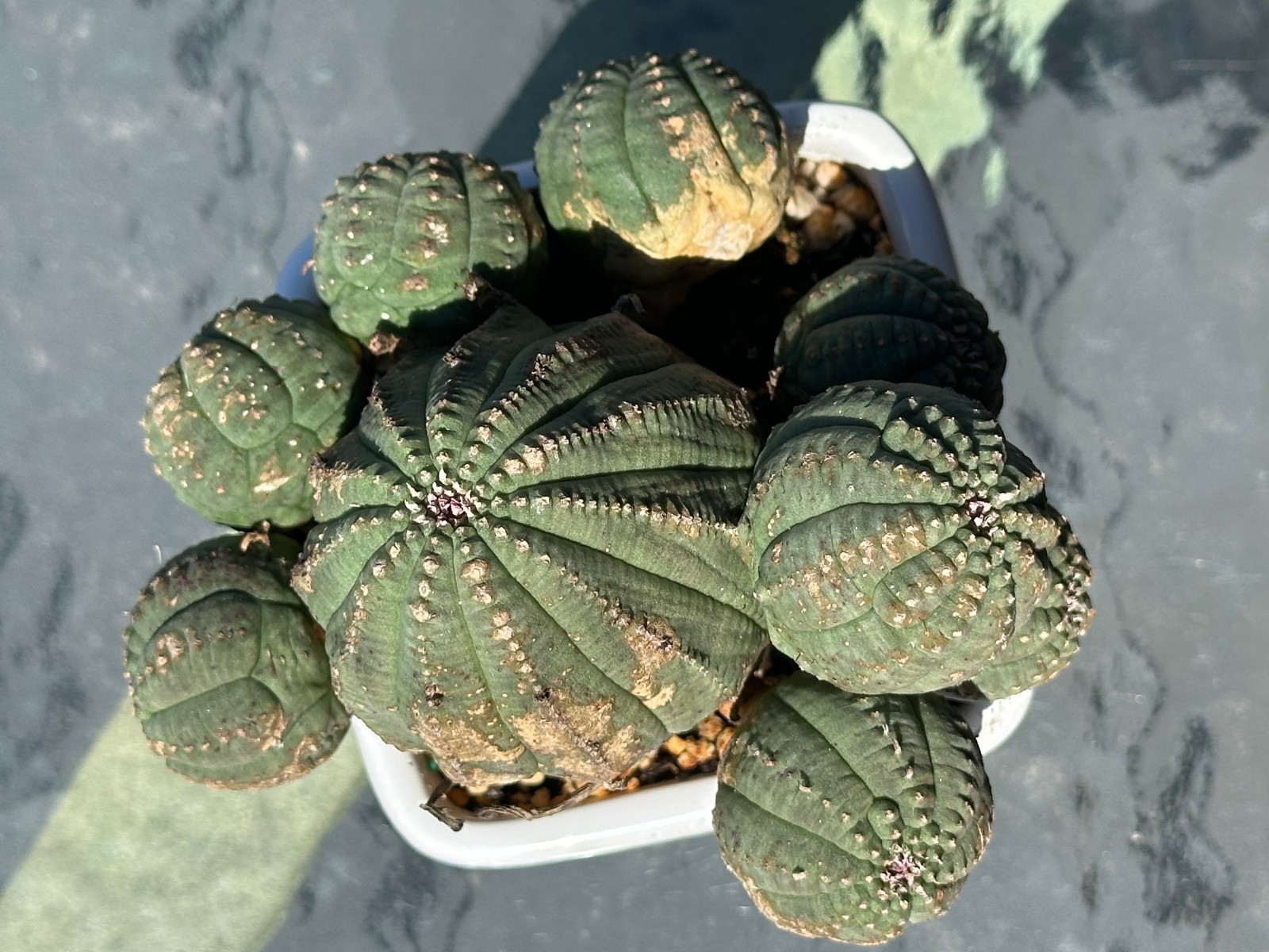Euphorbia obesa Live Baseball Basketball Cactus in 4″ pot FREE SHIPPING