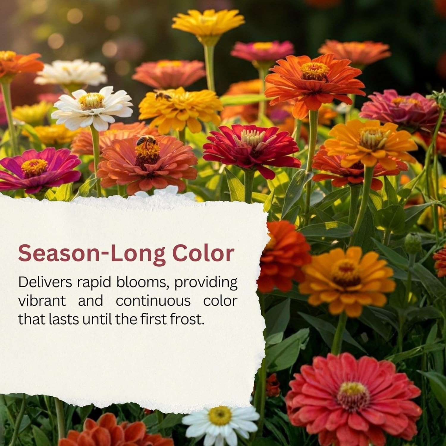 California Giants Zinnia Mix – 4,000+ Seeds – 1 oz Bulk Extra Large Resealabl…