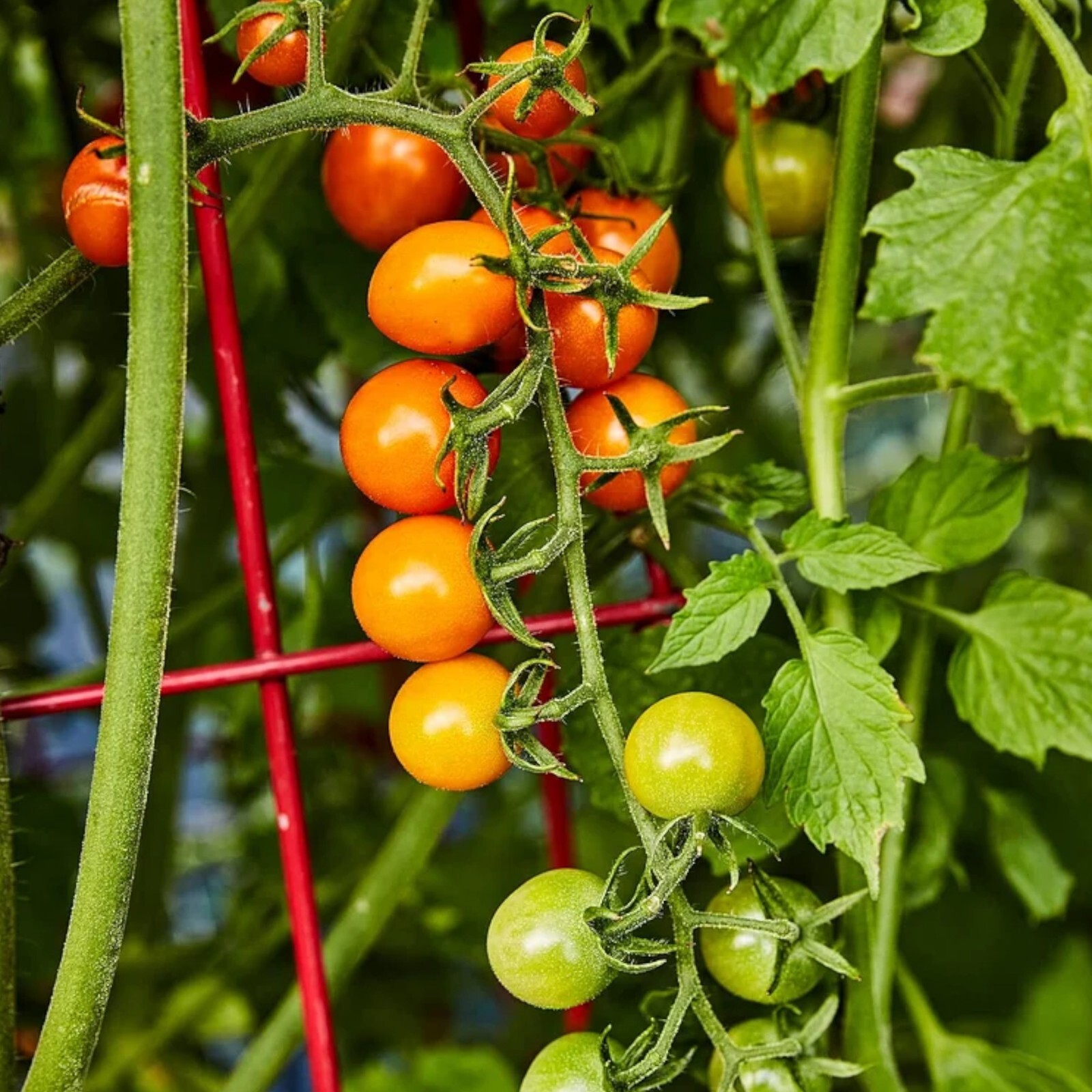 100pcs Patio Choice Yellow Cherry Tomato Seeds – Heirloom, Non-GMO, Super Sweet.