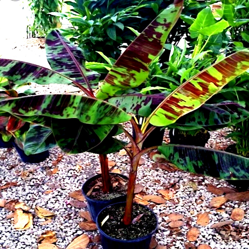20 Red Tiger Darjeeling Banana Plant Tree Seeds (Musa sikkimensis) Hardy-Zone 5