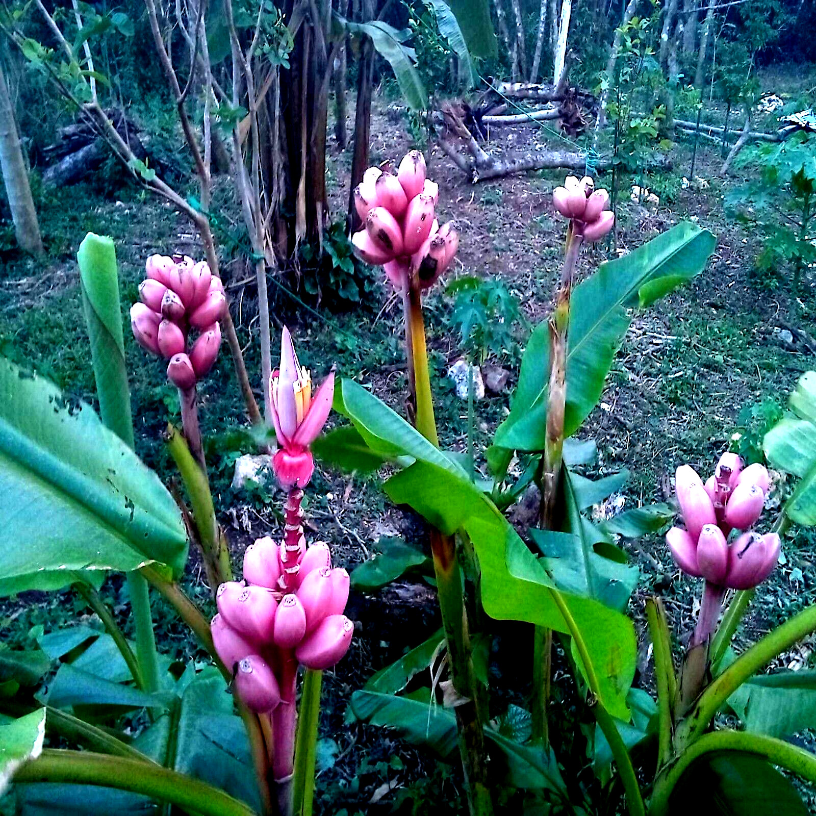 10 Pink Dwarf Banana Tree Fruit Plant Seeds (Musa velu.) Rare Fast Hardy-Zone 7b