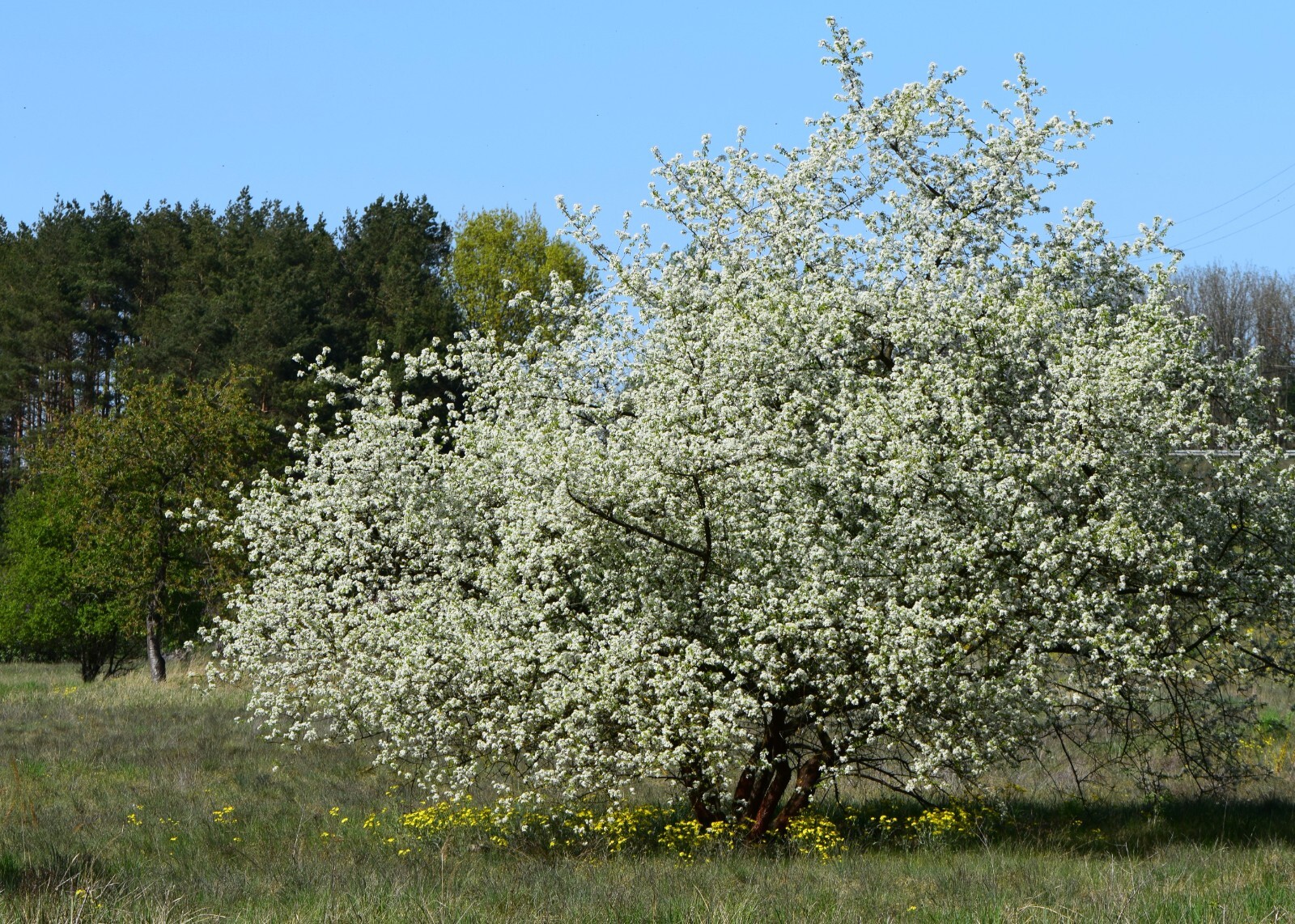 Arabian Cherry Tree | Premium Seeds | Prunus mahaleb ‘Fall’ | Plants’®