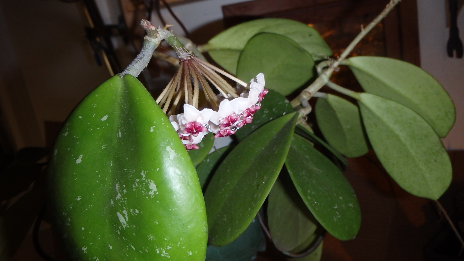 Hoya Obovata starter plant, well rooted, sent with the container, Wax plant
