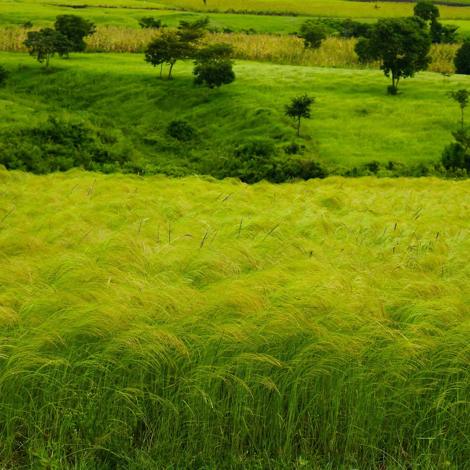 10 LBS – Coated Teff Annual Pasture Grass Seed For Cattle, Horses, & Livestock