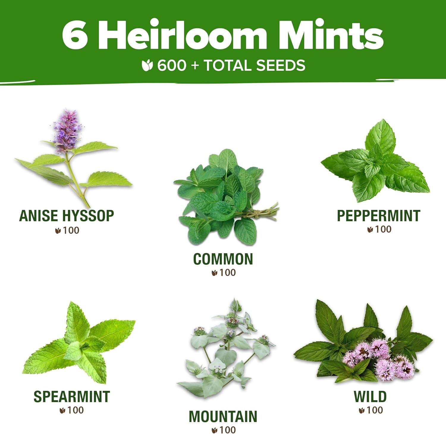 Heirloom Mint Seeds Variety Pack – Perfect for Your Indoors and Outdoors Garden