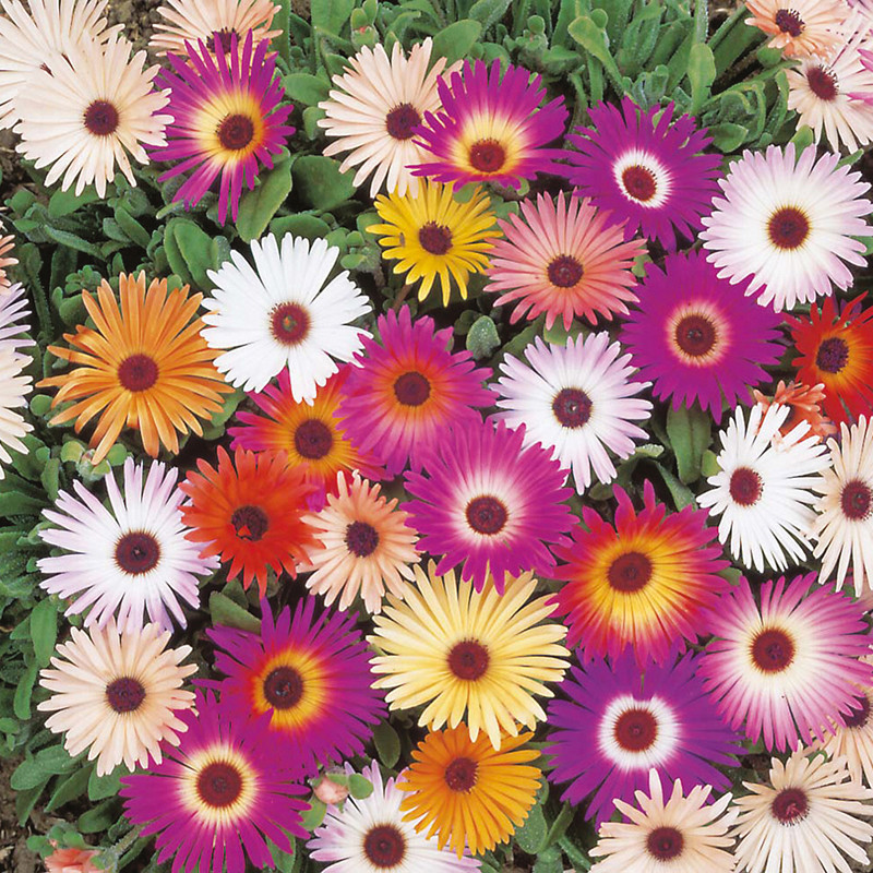 Ice Plant Mix Seeds, Livingstone Daisy, Variety Sizes Sold, FREE SHIPPING