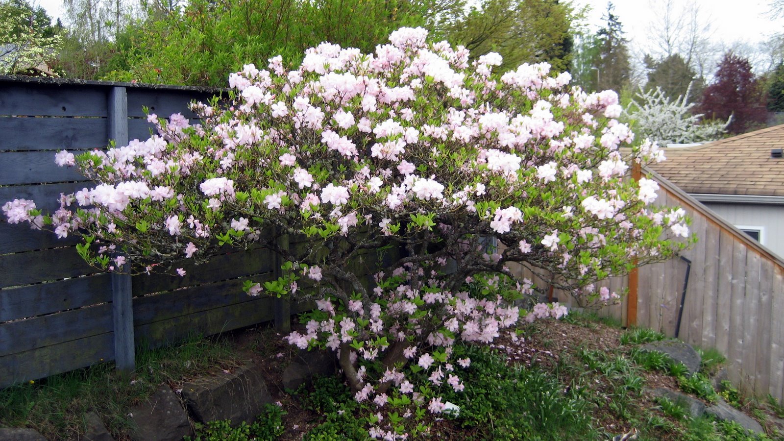 Royal Azalea, Rhododendron schlippenbachii, Seeds (Showy, Fragrant, Fall Color)