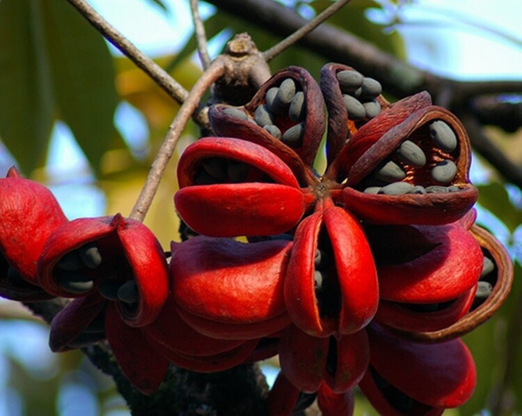 Sterculia Foetida Tree 5 Seeds, Java Olive, Wild India Almond, Ornamental Peon