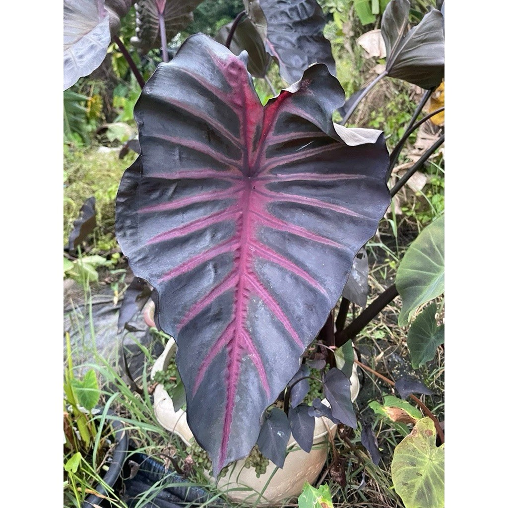 AUTHENTIC Colocasia Grail of Blood 1 bulb
