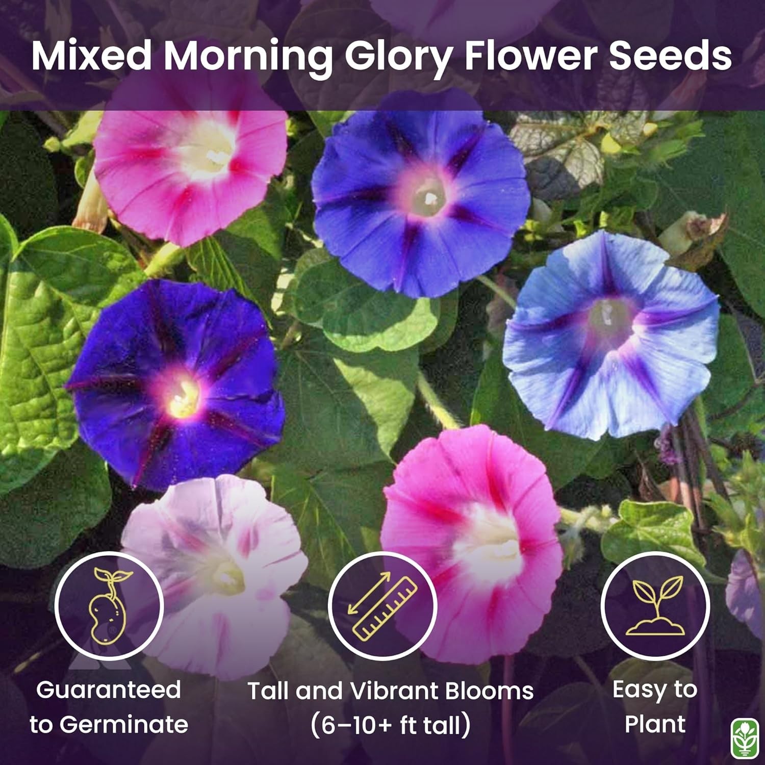 Fast-Growing 200 Count Morning Glory Seeds – Blue, Purple & White Climbing Vines