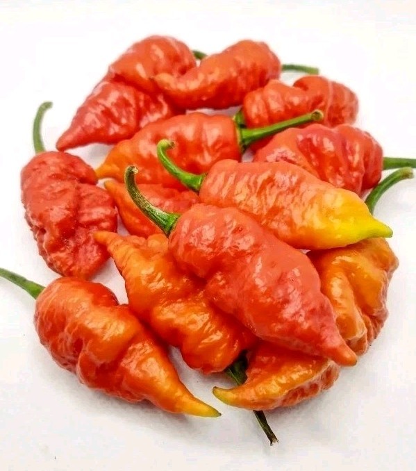 Red Hot Summer Deluxe – 48 Superhot Seeds -Reaper, Primo, Ghost & Death Spiral