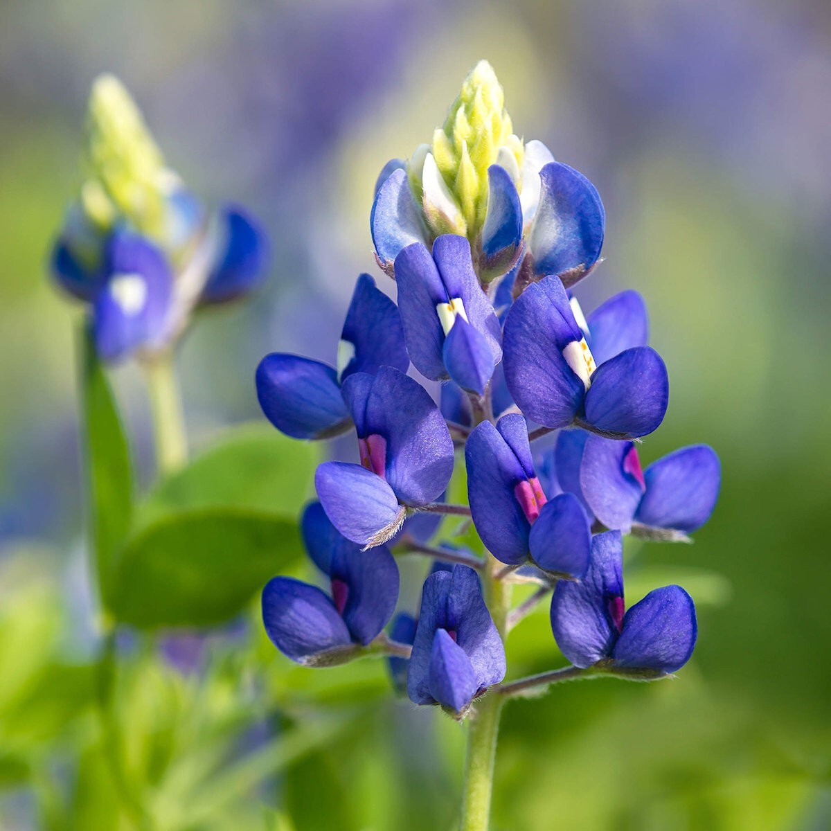 50 Texas Bluebonnet Wildflower Seeds – Everwilde Farms Mylar Seed Packet