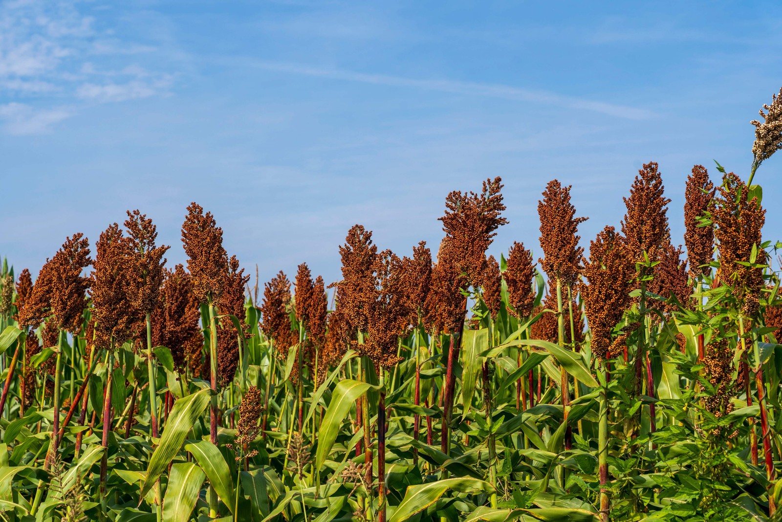 50 DELLA SORGHUM Bicolor Syrup Flour Grain Vegetable Seeds