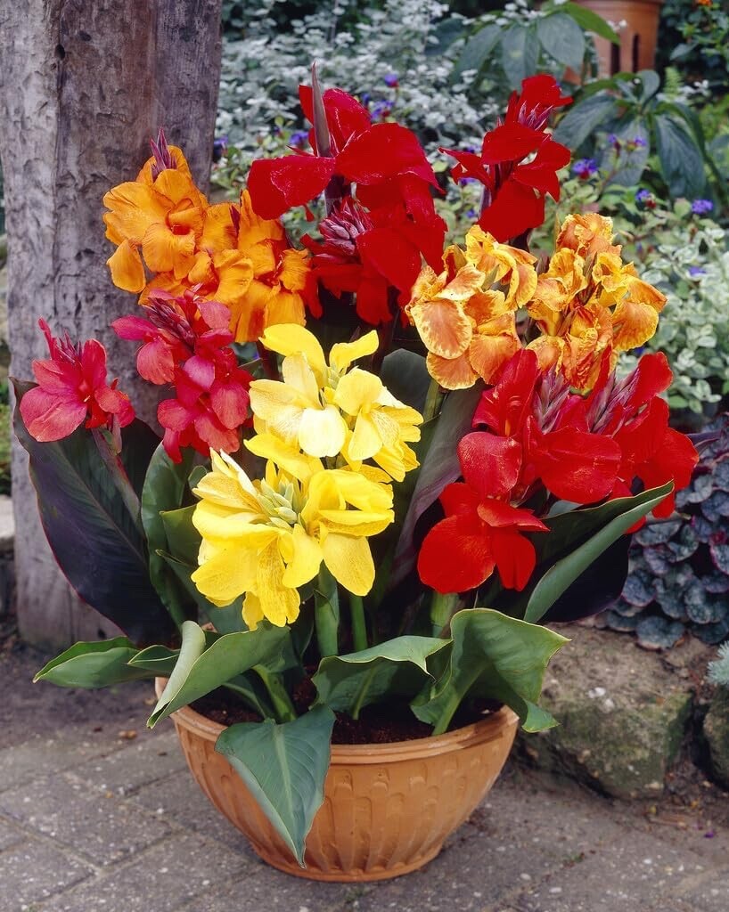 Mixed Canna Lily Bulbs