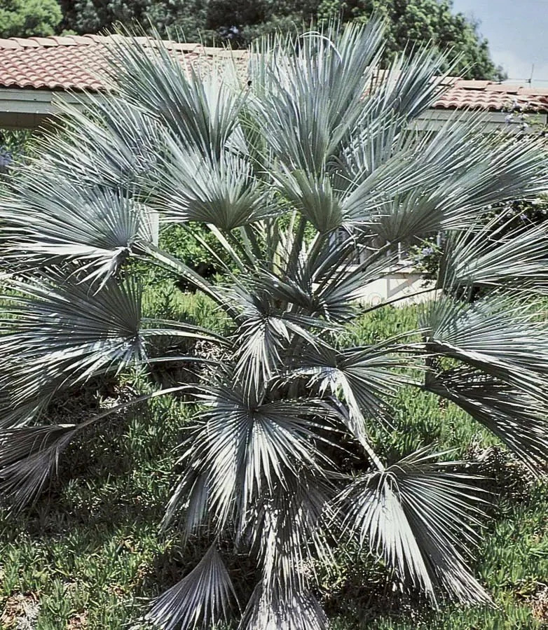 Mexican Blue Hesper Palm Tree Seeds ~ Brahea Armata ~ Mexican Blue Palm Tree ~